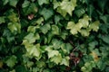 A wall covered with ivy vine green leaves. Natural background with climbing plant. Vertical gardening Royalty Free Stock Photo