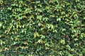 Wall of green leaves background