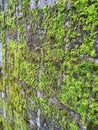 Mossy wall on the house fence Royalty Free Stock Photo