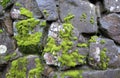 Wall covered in moss