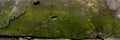 Wall is covered with old crumbling cement colored plaster and covered with green moss Royalty Free Stock Photo