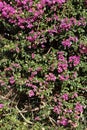 Wall Covered with Pink Bougainvillea Flowers in Madeira Royalty Free Stock Photo