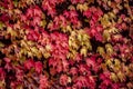 Wall covered by Virginia creeper, Victoria creeper, five-leaved ivy Parthenocissus quinquefolia Royalty Free Stock Photo