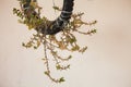 A wall creeper planted in a bicycle tyre