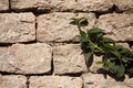 Wall creeper on stone wall