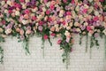 Wall with curly Flowers. Brick wall with beautiful flowers in room. Summer flowers on wall building. Beautiful decorative colorful Royalty Free Stock Photo