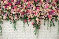 Wall with curly Flowers. Brick wall with beautiful flowers in room. Summer flowers on wall building. Beautiful decorative colorful Royalty Free Stock Photo
