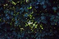 A wall of dark green leaves on a wire mesh