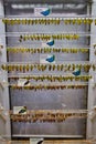 Wall of different butterfly species chrysalis hanging up