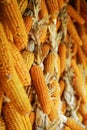 Wall with dried corn cobs, selective focus Royalty Free Stock Photo