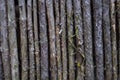 Wall of dry even vertikal wooden sticks Royalty Free Stock Photo