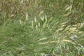 Wall or False barley Hordeum murinum 1