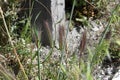 Wall or False barley Hordeum murinum 3