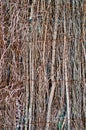 Wall or floor wattle woven Royalty Free Stock Photo