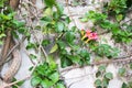 Wall Flower Positano, Italy