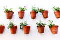 Flower pots Royalty Free Stock Photo