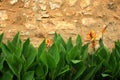 Wall Flowers