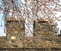 Wall of fortress Rumeli Hisari in Istanbul, Turkey. Cherry blossom in bloom. Travel photography Royalty Free Stock Photo