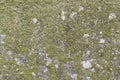 Wall full of green moss Royalty Free Stock Photo