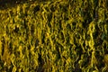 Wall full of green moss reflected and iluminated by the sun Royalty Free Stock Photo