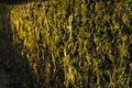 Wall full of green moss reflected and iluminated by the sun Royalty Free Stock Photo