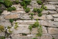 A wall full of greenery on the outskirts of the city Royalty Free Stock Photo