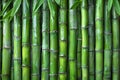 A wall of green bamboo sticks, in high resolution and high quality. Royalty Free Stock Photo