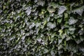 Wall of green ivy. Hedera helix. Original texture of natural greenery.
