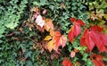 Wall of green ivy and red autumn leaves Royalty Free Stock Photo
