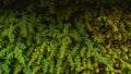 Wall with green ivy leaves. Abstract nature background idea image Royalty Free Stock Photo