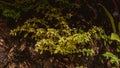 Wall with green ivy leaves. Abstract nature background idea image Royalty Free Stock Photo