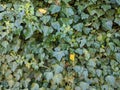 Wall of green ivy leaves as background material or texture Royalty Free Stock Photo