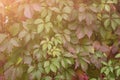 Wall with green ivy leaves background Royalty Free Stock Photo