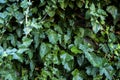 Wall of green ivy plant leaf for nature background with copy space for your text