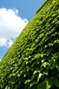 Wall of Green Leaves