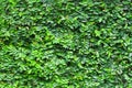 Wall green leaves background Royalty Free Stock Photo