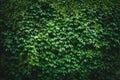 Wall of green leaves Royalty Free Stock Photo
