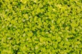 Wall of green leaves, texture. Background bush light green color. Leaves and branches of the shrub, close up