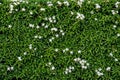 Wall of green leaves with white flowers Royalty Free Stock Photo