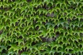 Wall of green leaves of wild grapes. Royalty Free Stock Photo