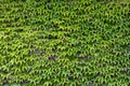 Wall of green leaves of wild grapes. Royalty Free Stock Photo