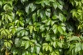 Wall of green leaves of wild grapes. Royalty Free Stock Photo