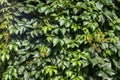 Wall of green leaves of wild grapes. Royalty Free Stock Photo