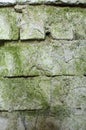 Wall of green moldy bricks background texture