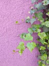 Wall with green vine