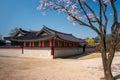 Wall of Gyeongbokgung Palace with Cherry blossoms, Seoul, South Korea Royalty Free Stock Photo