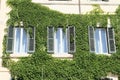Windows among green ivy Royalty Free Stock Photo