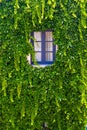 Wall of a house with window covered with ivy