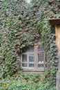 the wall of the house with a window is a thicket of climbing ivy a plant