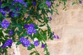 Purple Lobelia growing over a stone wall Royalty Free Stock Photo